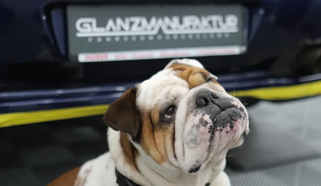 Spike bei Glanzmanufaktur in Wien Kontakt & Terminvereinbarung